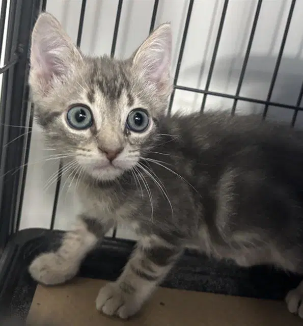 Lenny - Domestic Short Hair