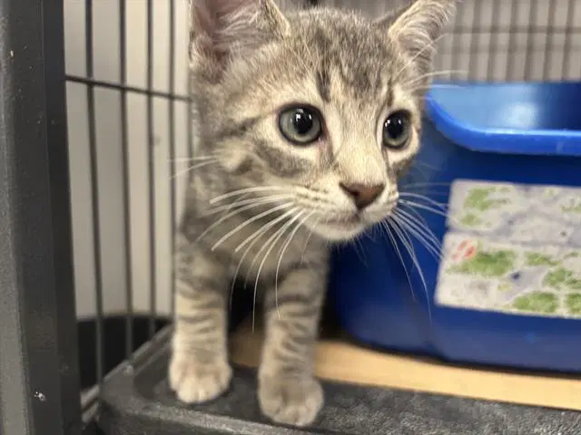 Laddy - Domestic Short Hair