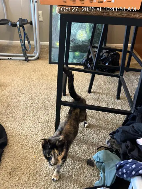 Macchiato - Domestic Short Hair