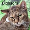adoptable Cat in , FL named BLOSSOM