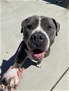 adoptable Dog in , FL named BUCK