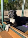 adoptable Dog in , FL named BLOSSOM