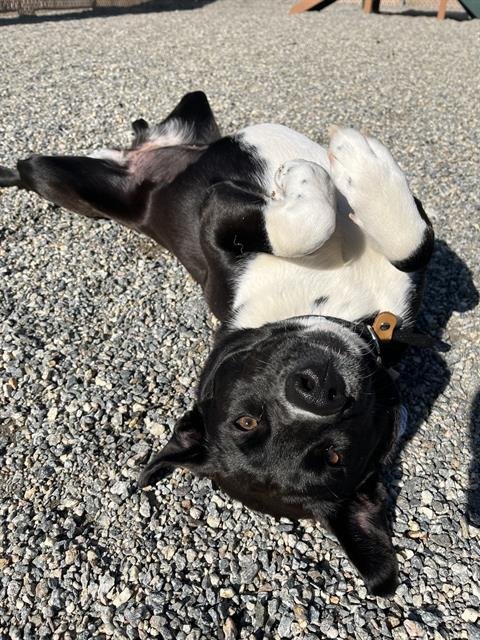 adoptable Dog in Palmetto, FL named BLOSSOM