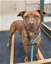 adoptable Dog in , FL named BUTTERCUP