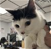 adoptable Cat in , FL named BOWL