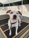 adoptable Dog in Palmetto, FL named MASON