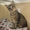 adoptable Cat in Palmetto, FL named STRIPE