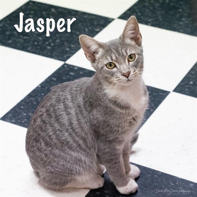 adoptable Cat in Palmetto, FL named JASPER