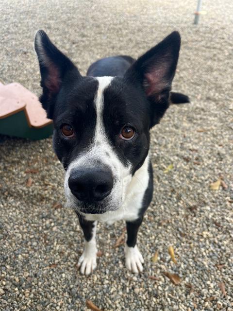 adoptable Dog in Palmetto, FL named GUNNAR