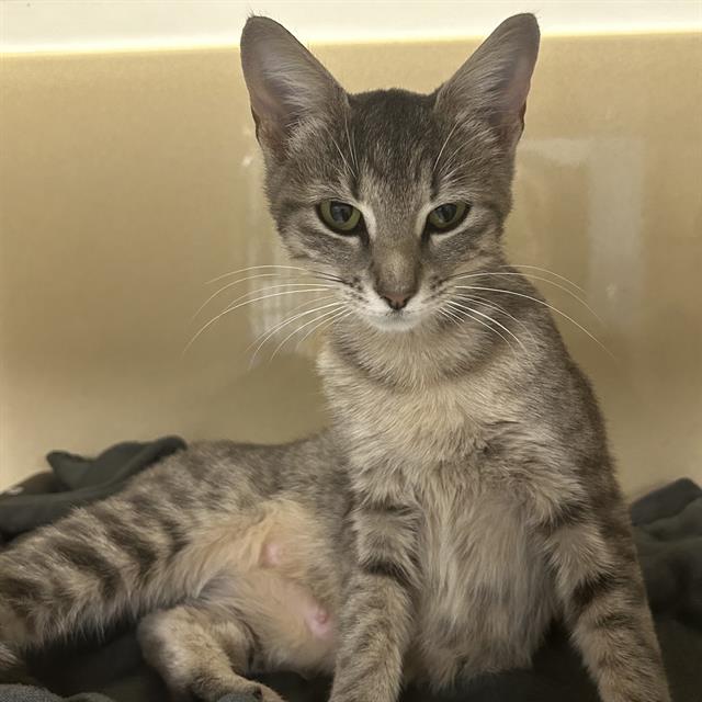 adoptable Cat in Palmetto, FL named HARPER