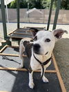 adoptable Dog in Palmetto, FL named LUNA