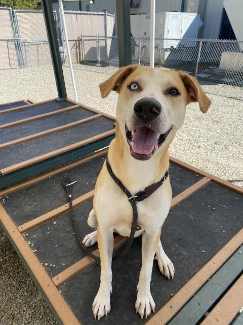 adoptable Dog in Palmetto, FL named RICHIE