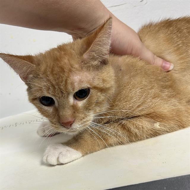 adoptable Cat in Palmetto, FL named JASPURR