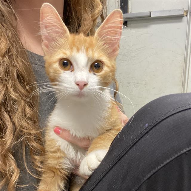 adoptable Cat in Palmetto, FL named CLEMENTINE