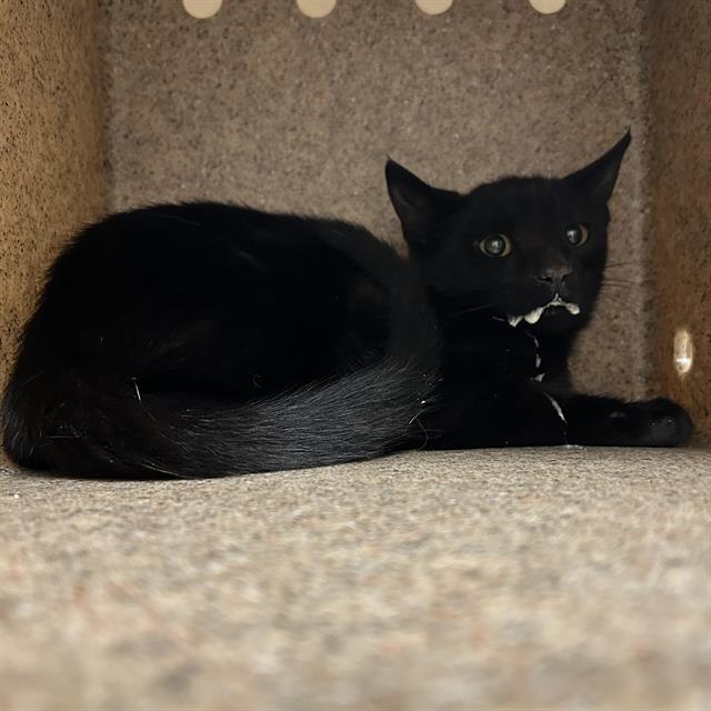 adoptable Cat in Palmetto, FL named BARK