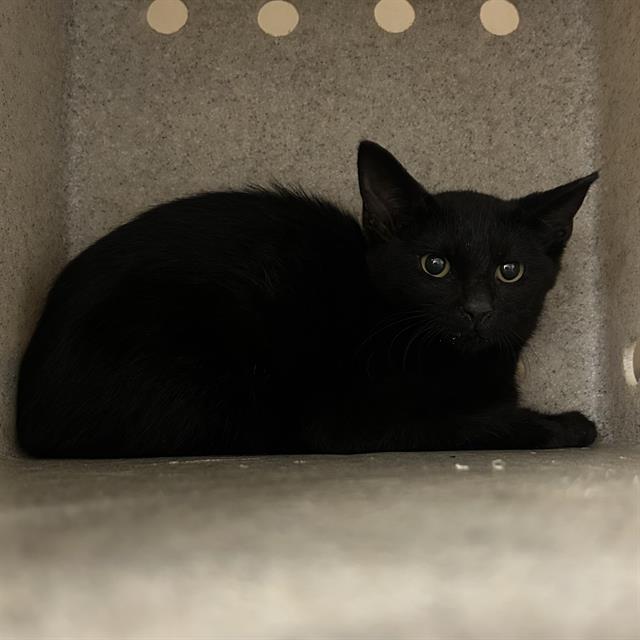 adoptable Cat in Palmetto, FL named BEEP