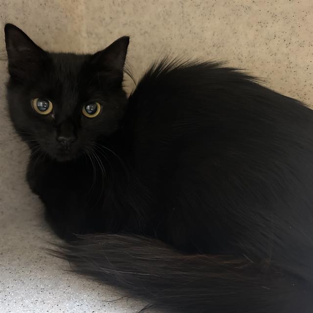 adoptable Cat in Palmetto, FL named TWILIGHT