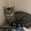 adoptable Cat in Palmetto, FL named CHIEF