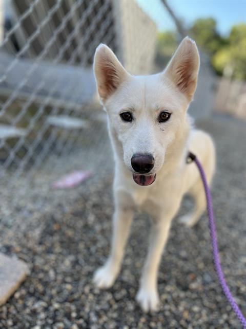 adoptable Dog in Palmetto, FL named BLANCA