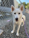 adoptable Dog in Palmetto, FL named BLANCA