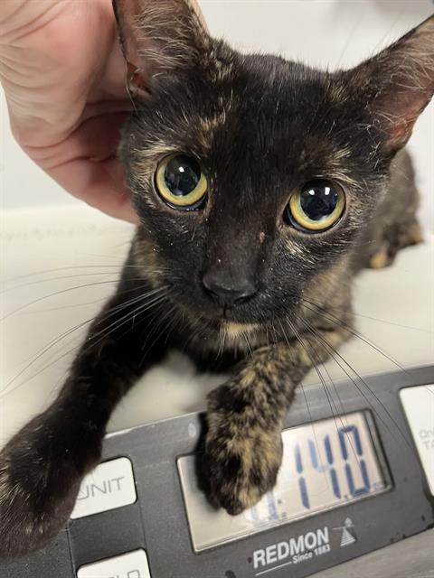 adoptable Cat in Palmetto, FL named TABITHA