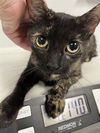 adoptable Cat in , FL named TABITHA