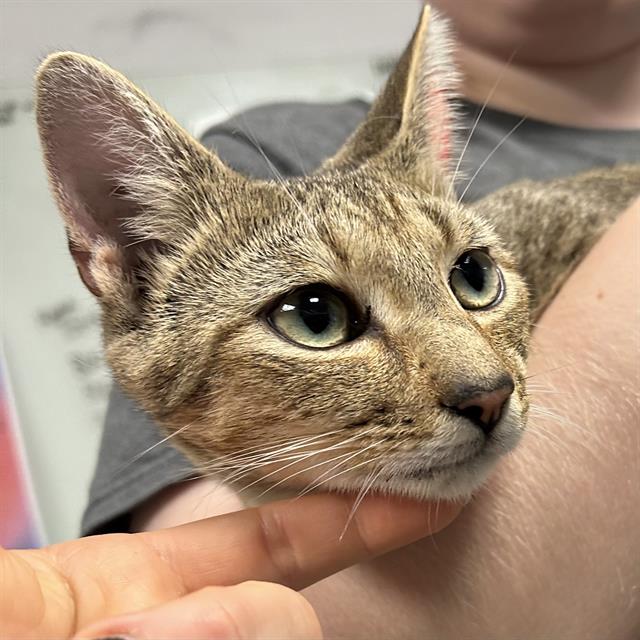 adoptable Cat in Palmetto, FL named LUCY