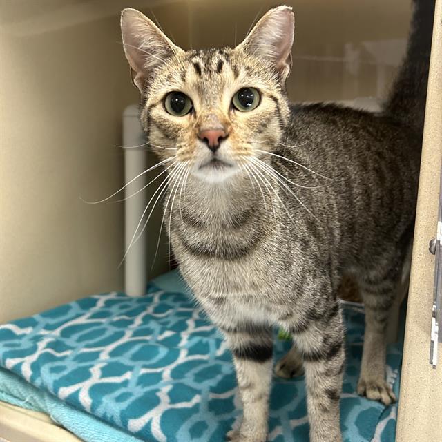 adoptable Cat in Palmetto, FL named TOM