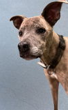 adoptable Dog in  named DEE