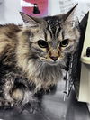 adoptable Cat in  named BLUEY