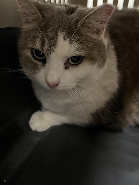 picture of the cat needing adoption