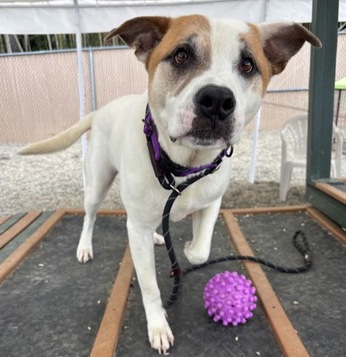 picture of the dog needing adoption