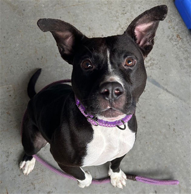 adoptable Dog in Palmetto, FL named RUSTY