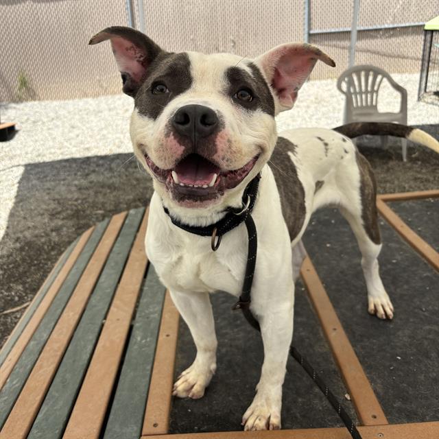 adoptable Dog in Palmetto, FL named ROSCO