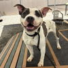 adoptable Dog in palmetto, FL named ROSCO