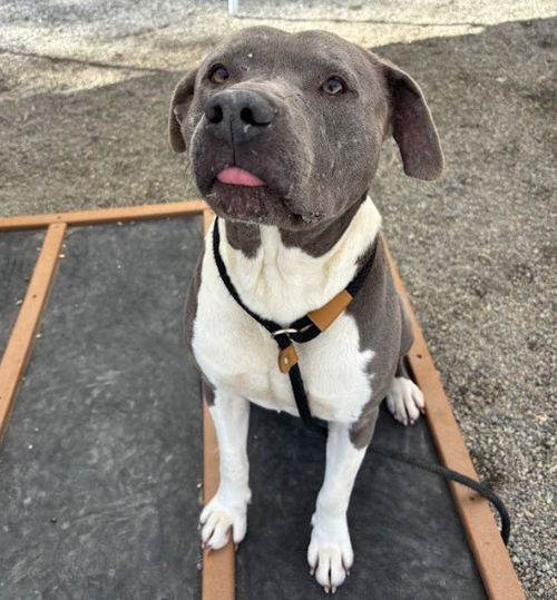 picture of the dog needing adoption
