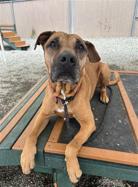 adoptable Dog in Palmetto, FL named RANDLE