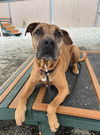adoptable Dog in palmetto, FL named RANDLE