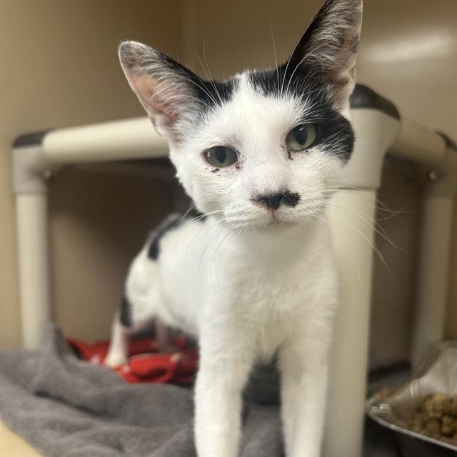 adoptable Cat in Palmetto, FL named JACKSON