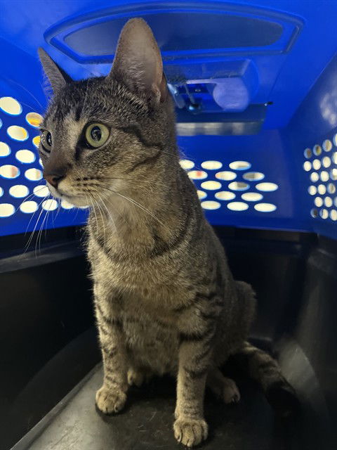 adoptable Cat in Palmetto, FL named SOFIA