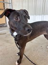adoptable Dog in palmetto, FL named PENNY