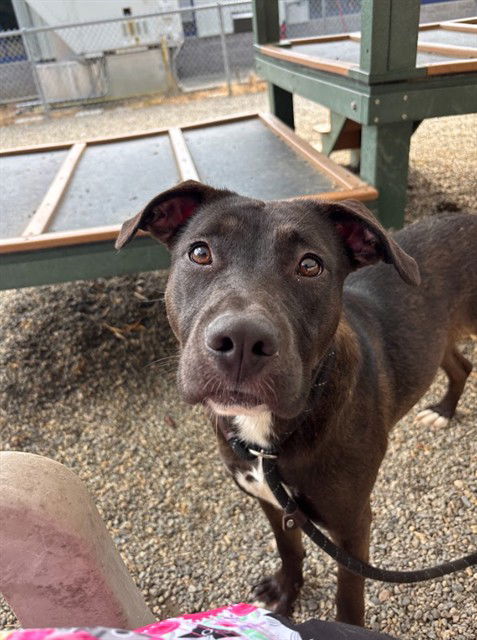 adoptable Dog in Palmetto, FL named PENNY