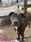 adoptable Dog in Palmetto, FL named PENNY