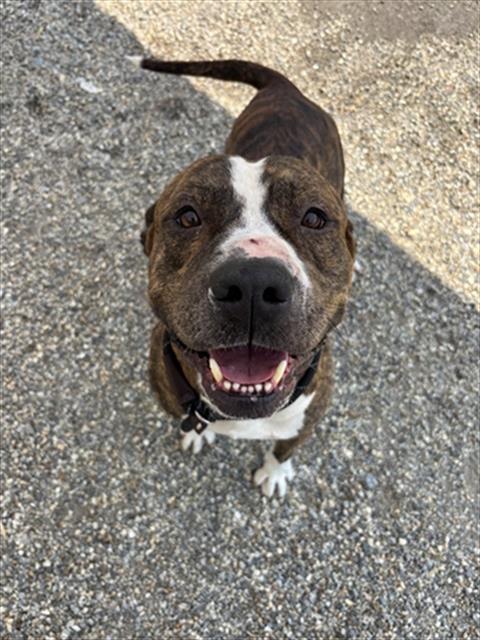 adoptable Dog in Palmetto, FL named TIGER