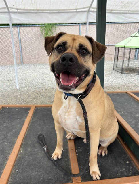 adoptable Dog in Palmetto, FL named KODA