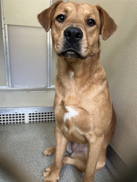 adoptable Dog in Palmetto, FL named ANGEL