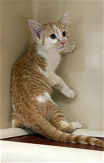 adoptable Cat in Palmetto, FL named TUNA