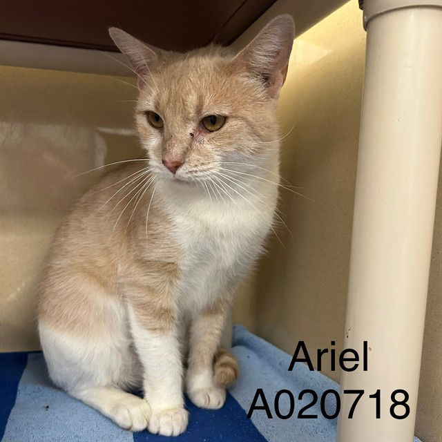 adoptable Cat in Palmetto, FL named ARIEL