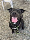 adoptable Dog in Palmetto, FL named CHARLOTTE