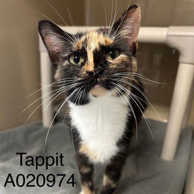 adoptable Cat in Palmetto, FL named TAPPIT